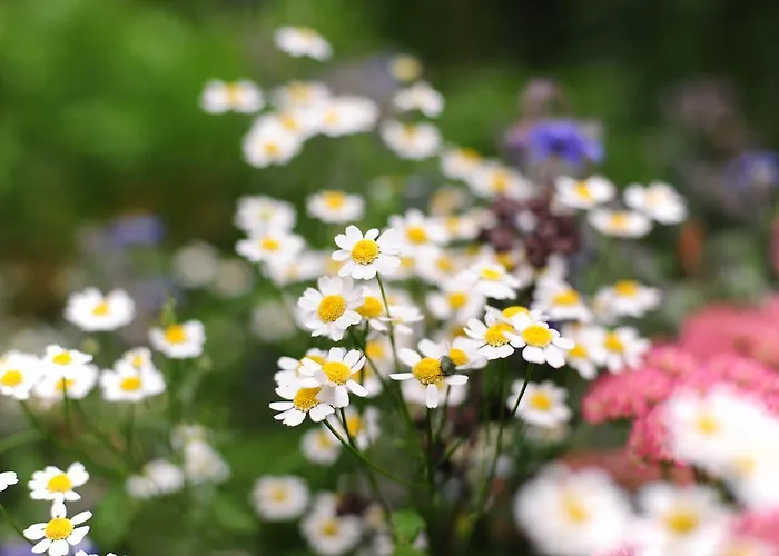 Konukevi & Restaurant Lengefelder Warte